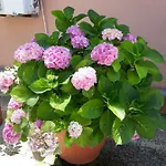Apartmán Kefallonia Bay Spartia (Kefalonia)